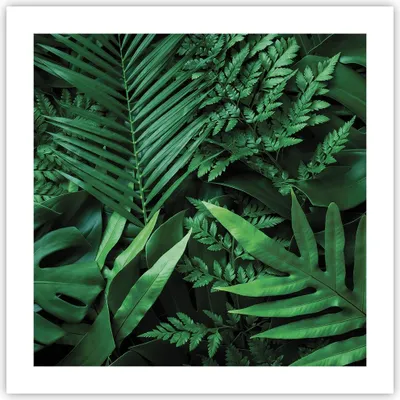 Produktbild von Poster - Poster ohne Rahmen - Exotisch Blätter Monstera - 50x50 cm - Wand Bild - Wanddeko - Wandbilder - Kunstposter - Wandposter - Bilder - Kunstdruck - Wanddekoration - Wandbild - P2XAC50x50-4746