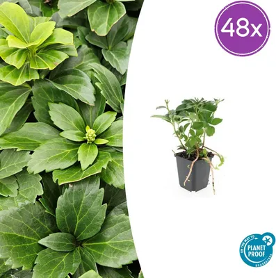Productafbeelding van Pachysandra terminalis | 48 stuks - 10-25cm - Ø9cm - Tuinplant