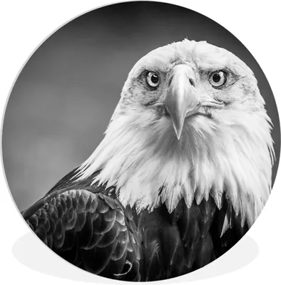 Produktbild von MuchoWow® Rundes Wandbild - Runde Bilder Adler - Raubvogel - Schwarz - Weiß - Tiere Ø 60 cm Kreis Wanddekoration Kunststoff - Wandkreis - Wandschmuck - Wand Kreis - Das Schlafzimmer - Die Bilder - Wandmalerei - Kunst für das Haus - das Plastik