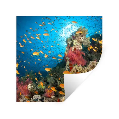 Produktbild von MuchoWow® Wandtattoo Wandsticker Wandaufkleber Koralle mit Fischen 50x50 cm Selbstklebend und Repositionierbar - Selbstklebend - Fototapeten