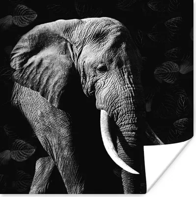Produktbild von MuchoWow® Poster Elefant - Zähne - Schwarz - Weiß 100x100 cm - Babyzimmer