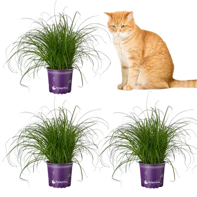 Produktbild von florapartner Frisches Katzengras (Cyperus zumula)  3 Pflanzen ungiftiges Zyperngras für Katzen & Nagetiere