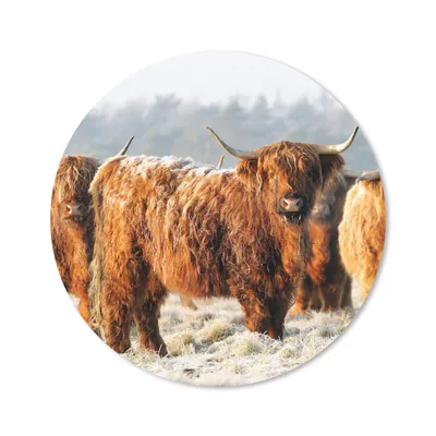 Produktbild von MuchoWow® Mauspad Mousepad Schottische Highlander - Schnee - Wald 30x30 cm - Mousepads - Maus Mat - Pad - Mausunterlage - Tischunterlage - Schreibtischmatten