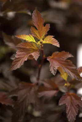 Produktbild von Physocarpus opulifolius 'Diable d'Or', Fasanenspiere, 60–80 cm, rotlaubig