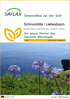 Produktbild von SAFLAX - Schmucklilie / Liebesbaum - 50 Samen - Agapanthus orientalis