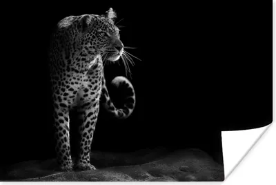 Produktbild von MuchoWow® Poster Leopard - Schwarz - Weiß 90x60 cm - Schlafzimmer