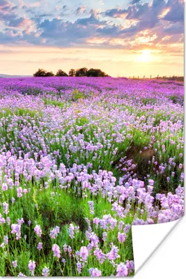 Produktbild von MuchoWow® Poster Blumen - Lavendel - Lila - Himmel - Sonnenuntergang - Wiese - Natur 40x60 cm - Plakate für die Wand - Poster Babyzimmer