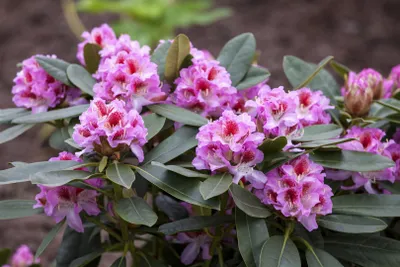 Produktbild von Rhododendron Hybr. 'Belami', Rhododendron, rosa Blüten, 40–50 cm