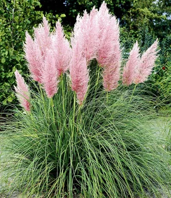 Produktbild von BALDUR Garten 3x Rosa Pampasgras, Pflanzen im 9x9 cm-Topf, Cortaderia Ziergras, winterharte Staude, mehrjährig & pflegeleicht, Wasserbedarf gering, blühend, Cortaderia selloana rosea