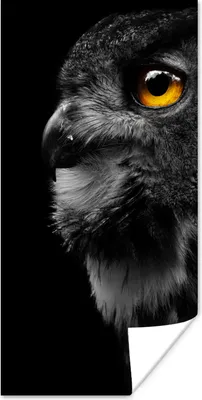Produktbild von MuchoWow® Poster Eule - Vogel - Schwarz - Porträt 60x120 cm - Wandschmuck