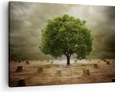Produktbild von Bild auf Leinwand - Leinwandbild - Baum Feld Umwelt - 70x50cm - Wand Bild - Wanddeko - Wandbilder - Leinwanddruck - Bilder - Kunstdruck - Wanddekoration - Leinwand bilder - Wandkunst - AA70x50-2727