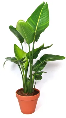 Obrázok produktu pre Gardners Strelitzia nicolai, priemer 27 cm