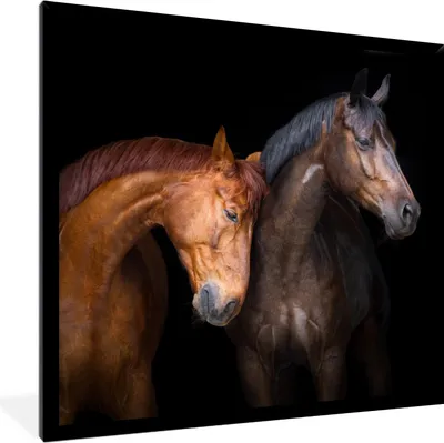 Produktbild von MuchoWow® Gerahmtes Poster Pferde - Tiere - Porträt - Braun 40x40 cm - Poster mit Schwarzem Bilderrahmen Wandposter Rahmen Foto Bilder - Mit Rahmen - Wanddekoration Schlafzimmer