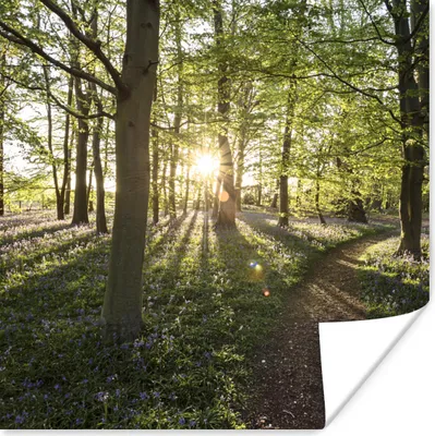 Produktbild von MuchoWow® Poster Wald - Baum - Sonne 100x100 cm - Babyzimmer