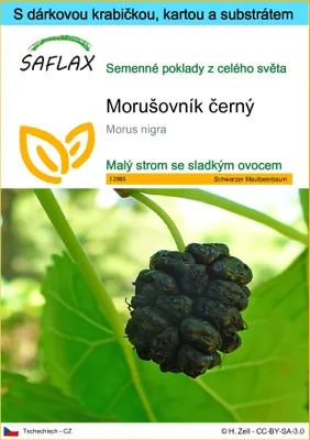 Obrázek produktu pro SAFLAX Dárková sada - Morušovník černý - Morus nigra - 200 Semena - S dárkovou krabičkou, přepravním štítkem, dárkovou kartou a pěstebním médiem