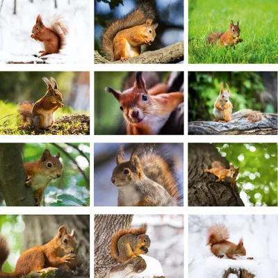 Produktbild von Eichhörnchenzauber Set 12 Poster DIN A4 Eichhörnchen - Seelenzauber