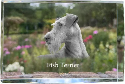 Produktbild von Irischer Terrier, Irish Terrier - Kristall mit einem Hundebild, Bild im Glas, moderne Ausstellung des Art-Dog-Bildes.