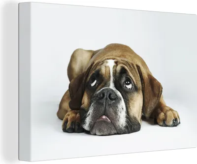 Produktbild von OneMillionCanvasses® - Leinwandbilder - 140x90 cm, Hund - Haustiere - Weiß, Wandbilder Kunstdruck Wanddekoration