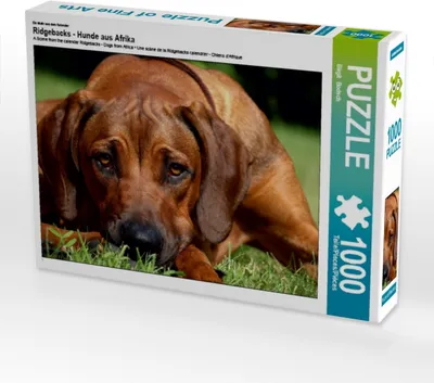 Produktbild von Calvendo Ein Motiv aus dem Kalender Ridgebacks - Hunde aus Afrika 1000 Teile Puzzle quer 640x480mm, Bodsch Birgit; 7343624