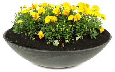 Immagine prodotto di Ciotola piatta per piante da esterno Ciotola decorativa rotonda nera 35 cm