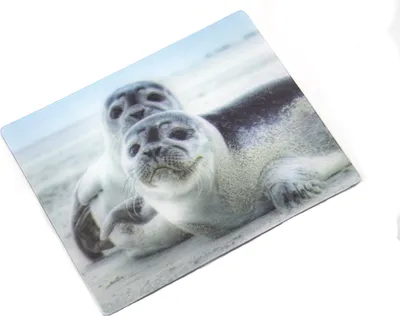 Produktbild von 3D Magnet Robben