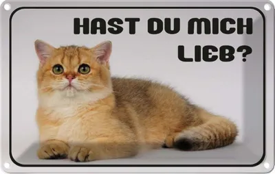 Produktbild von vianmo Blechschild 12x18 cm Katze hast du mich lieb? Tier Haustier