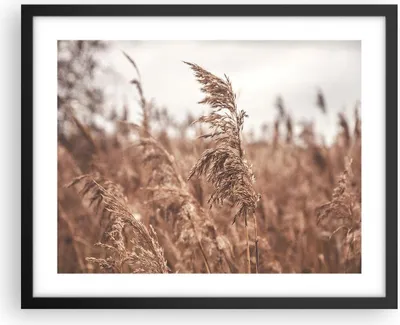 Produktbild von Gerahmtes Poster - Schwarzer Rahmen - Zuckerrohr Wiese Boho - 50x40 cm - Wand Bild - Wanddeko - Wandbilder - Kunstposter - Wandposter - Bilderrahmen - Bilder - Kunstdruck - P2BAA50x40-4709