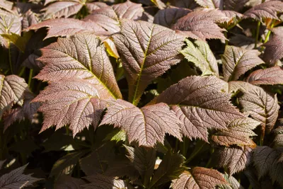 Produktbild von Rodgersia podophylla 'Rotlaub', Schaublatt, rotlaubig, ca. 11x11 cm Topf