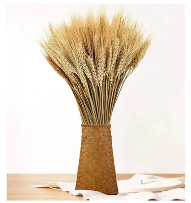 Produktbild von 100 getrocknete Weizenähren zur Dekoration, 40 cm