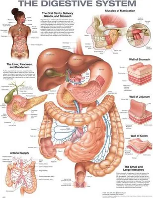 Produktbild von The Digestive System Anatomical Chart