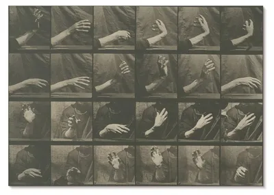 Produktbild von POSTER - 59x42 cm (A2) - Eadweard Muybridge - Tierische Fortbewegung, Tafel 535 (1887) von Eadweard Muybridge - Wandbild für Wohnzimmer Schlafzimmer & Flur, Modernes Poster Wanddeko, Ungerahmt
