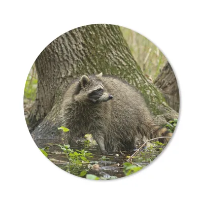 Produktbild von MuchoWow® Mauspad Mousepad Waschbär - Wasser - Wald 20x20 cm - Mousepads - Maus Mat - Pad - Mausunterlage - Schreibtischmatte