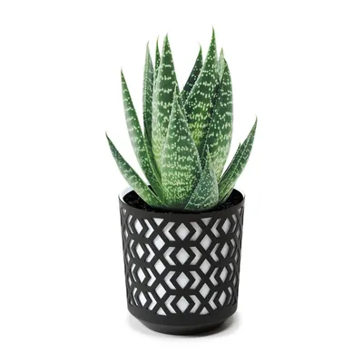 Produktbild von Blumentopf mit Einsatz 14cm Dekorativer Blumentopf, Garten durchbrochene Blumenabdeckung Deko für Zimmerpflanzen Blumentöpfe Schwarz - Weiß