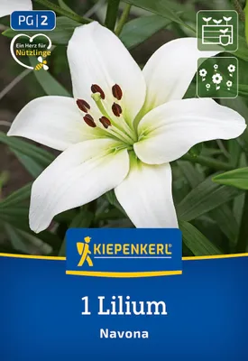 Produktbild von Kiepenkerl Asiatische Lilie Navona Lilium x Hybrida 1 Pflanze