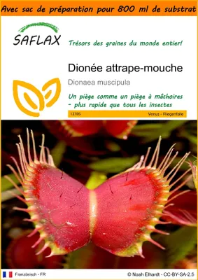 Image de SAFLAX Garden in the bag - Dionée attrape-mouche - 10 graines - Dionaea