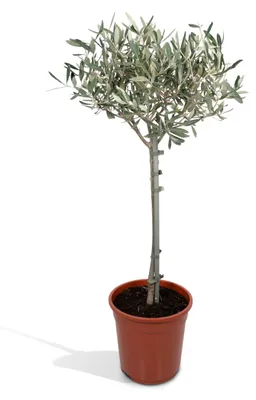 Image de Olivier Olea - Ø19cm - ↕90cm
