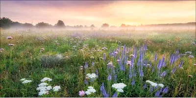 Produktbild von Leinwandbild Morning Haze 100x50 cm