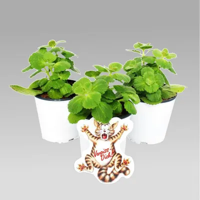 Produktbild von Coleus canin - Verpiss-Dich - Pflanze - 4 Pflanzen