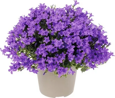 Obrázek produktu pro Zvonek FloraSelf Campanula portenschlagiana 'Intens Purple' květináč Ø 12 cm