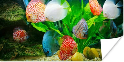 Produktbild von MuchoWow® Poster Fische in einem Aquarium 40x20 cm - Poster für die Wand - Poster Schlafzimmer
