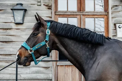 Image de Kentucky Horsewear licol en velours