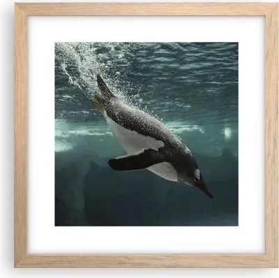 Produktbild von Gerahmtes Poster - Rahmen in heller Eiche - Tauchen Pinguin Gletscher - 30x30 cm - Wand Bild - Wanddeko - Wandbilder - Wandposter - Bilderrahmen - Bilder - Kunstdruck - Wandbild - P2NAC30x30-4189