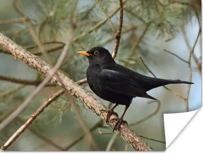 Produktbild von MuchoWow® Poster Vogel - Amsel - Zweige - Tiere 160x120 cm - Foto Plakat