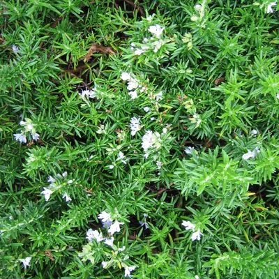 Produktbild von 2 x  Mattenförmiger Rosmarin - Rosmarinus officinalis 'Prostratus'  | 20-30 cm im Container