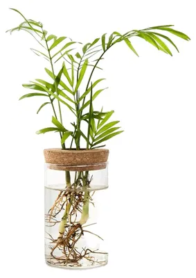 Obrázok produktu pre Hydroponický kvetináč, sklenená nádoba na rastliny, dekoratívny doplnok do interiéru, 6,5 x 10 cm, 2 kusy