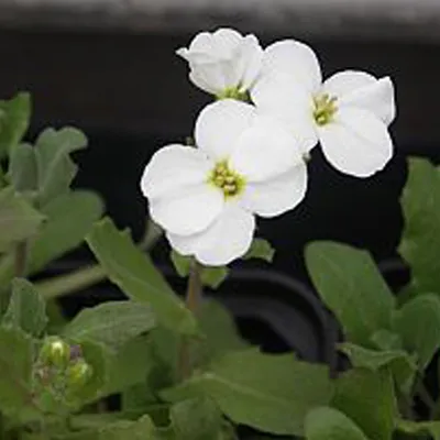 Produktbild von 6 x Gänsekresse  - Arabis caucasica 'Snowcap'  | Topf 9cm x 9cm