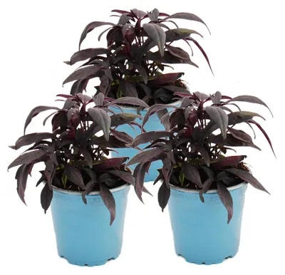 Obrázek produktu pro Sladký brambor - záhonová a balkonová rostlina - Ipomoea batatas - 12 cm - sada 3 rostlin - fialová
