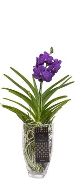 Immagine prodotto di Orchidea Vanda fiorita, di dimensioni extra large, color viola, in vaso