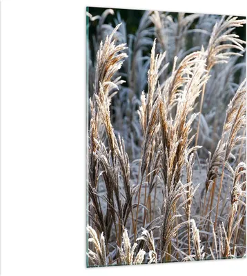 Produktbild von Bilder auf glas - Einteilig - Stock Ähren Boho - 80x120cm - Glasbilder - Wandbilder - Bilder - zum Aufhängen bereit - Wanddekoration aus Glas - Glas Bilder - Wandbild auf Glas - GPA80x120-4523