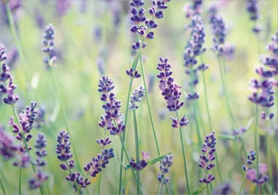 Produktbild von Wallario Poster - Lila Blumenfreude - Violette Pflanzen auf der Wiese, Kunstdruck Größe: 70 x 100 cm